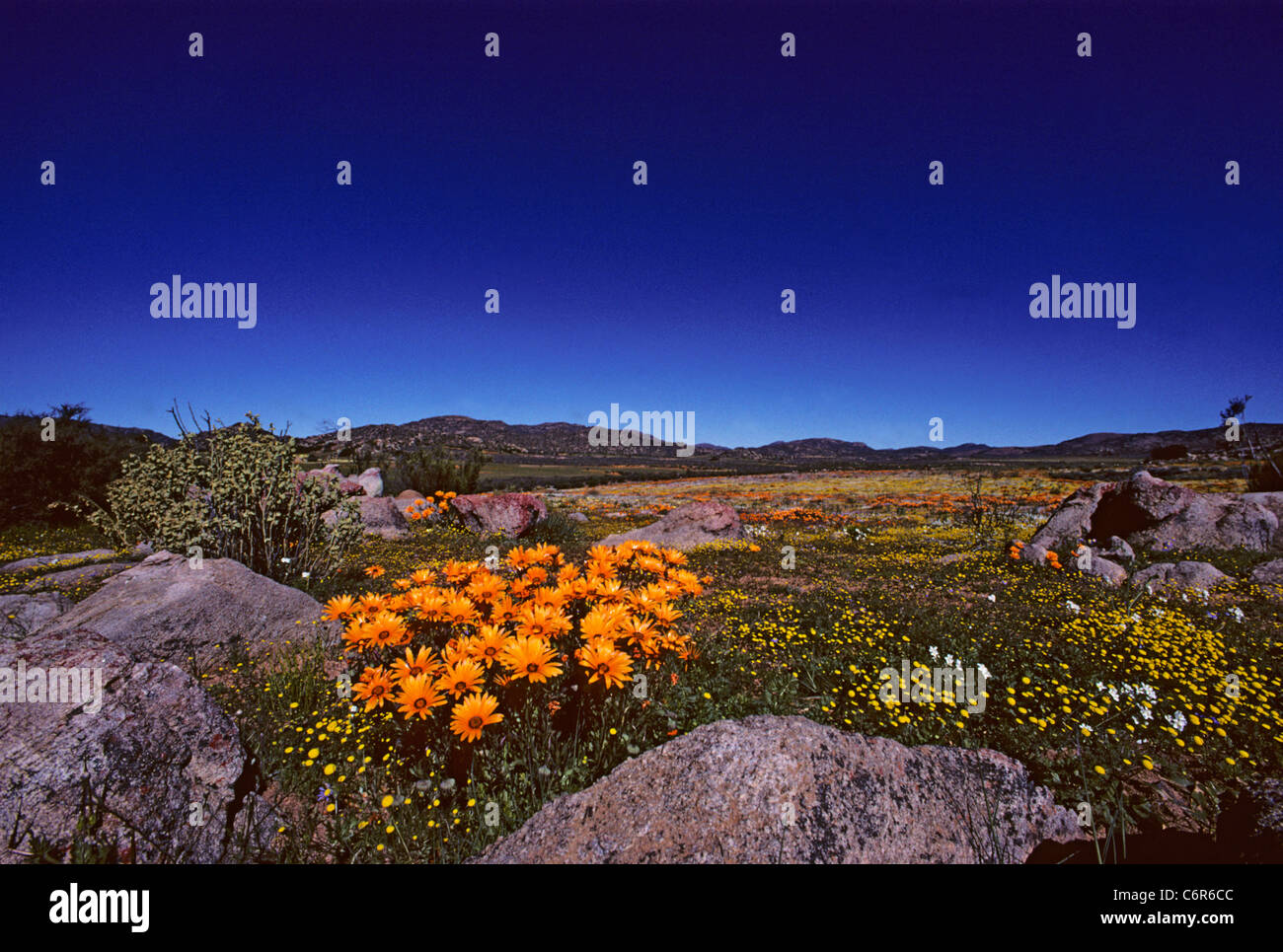 Namaqua annual wild flowers (Dimorphotheca sinuata and Pentzia pilulifera) in bloom Stock Photo