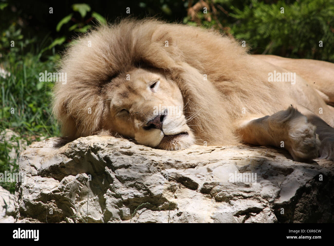 Sleeping Lion on Rock Stock Photo - Alamy