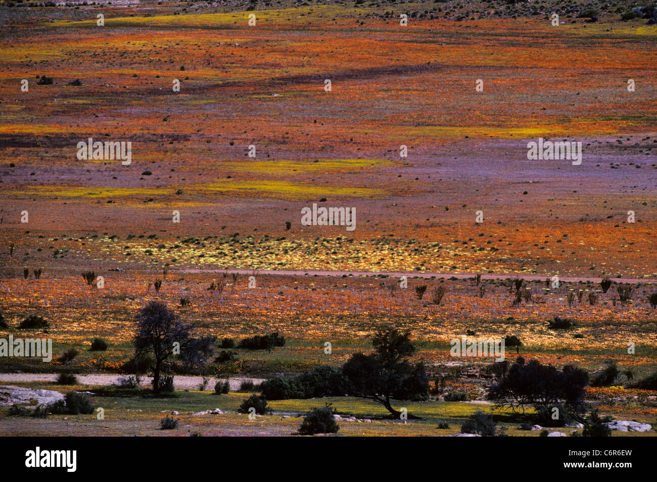 Namaqua annual wild flowers (Dimorphotheca sinuata, O , oxalis, F, australis) in bloom Stock Photo