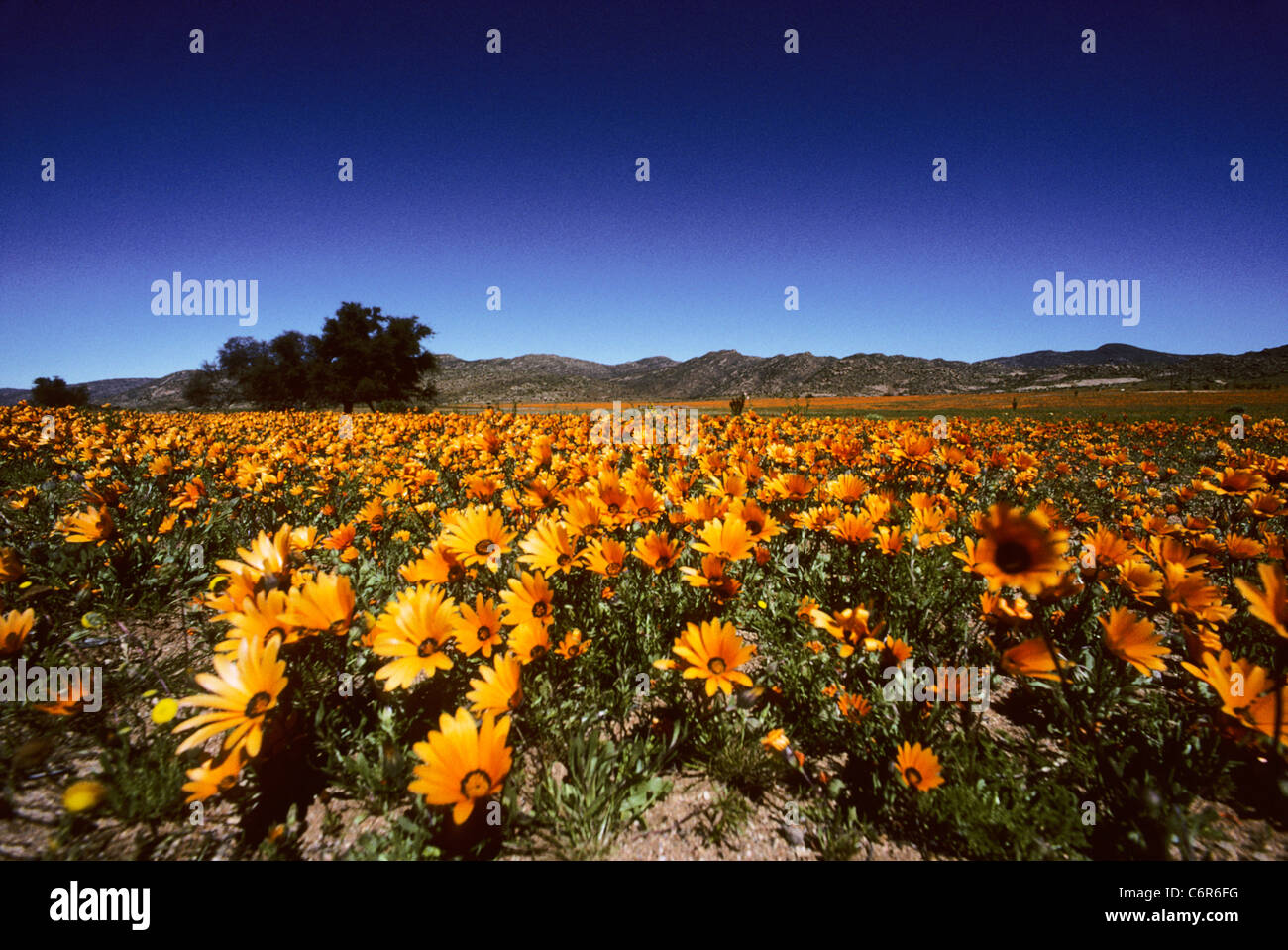 Annual Namaqua wild flowers (Dimorphotheca sinuata, O, obtusa) in bloom Stock Photo