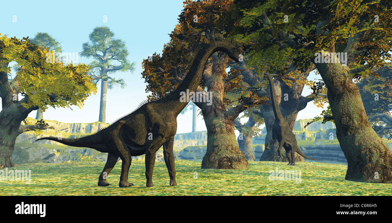 Two Brachiosaurus dinosaurs walk among large trees in the prehistoric era. Stock Photo