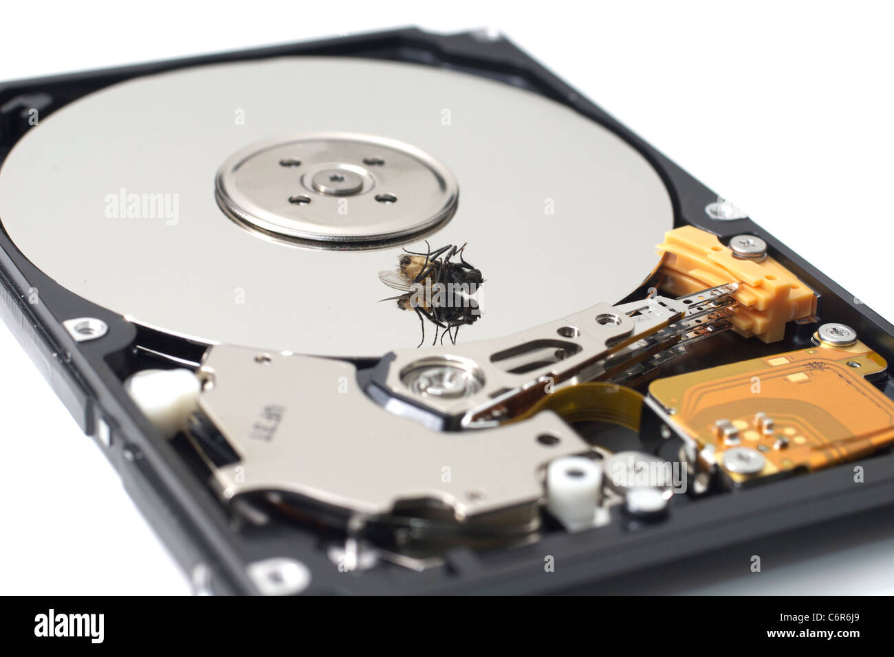 A dead fly sitting on an open SATA hard drive Stock Photo - Alamy