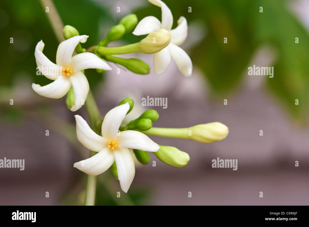 Pawpaw flower stock photo alamy