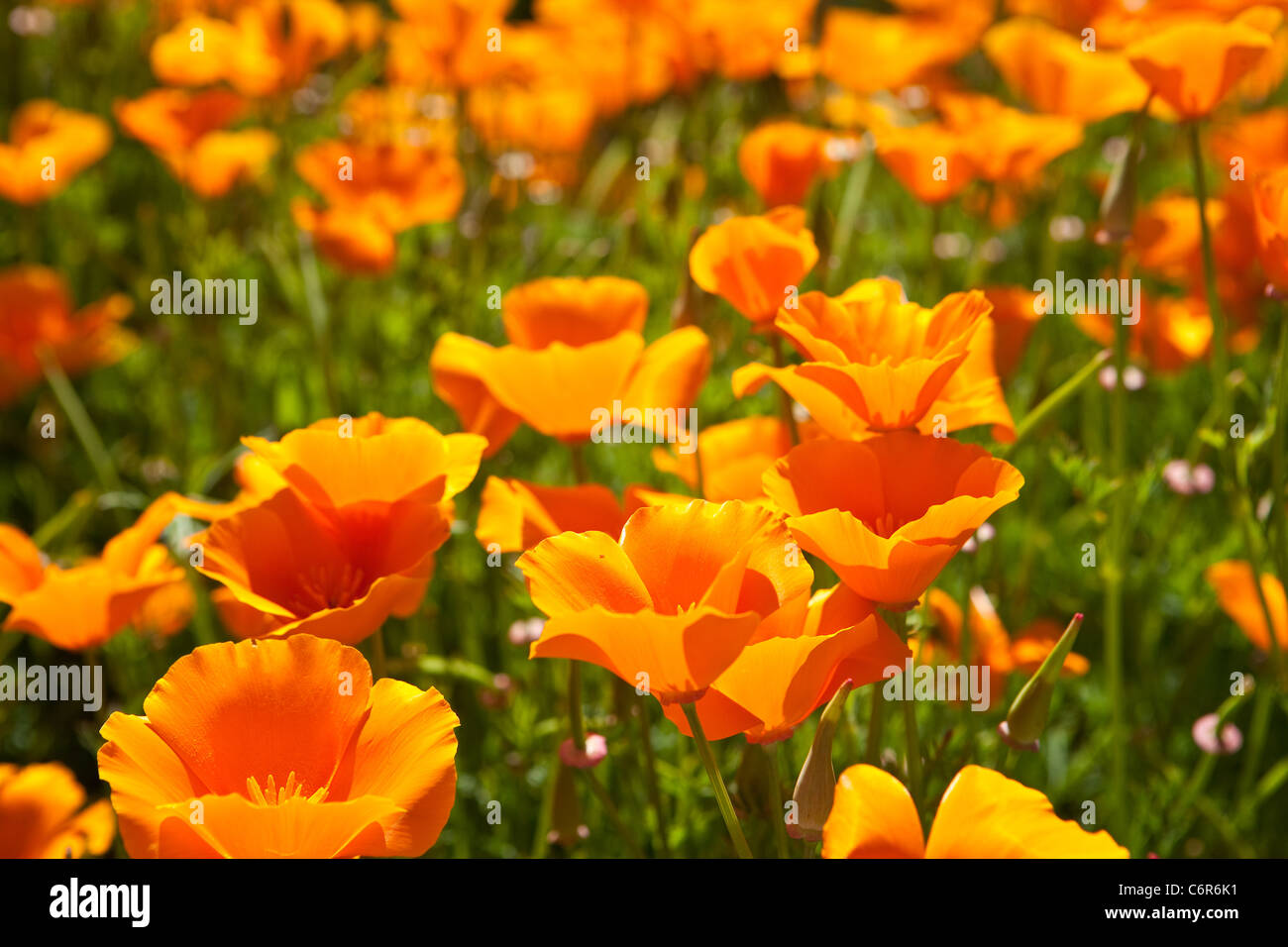 California poppies in bloom, Santa Ynez Valley, California Stock Photo