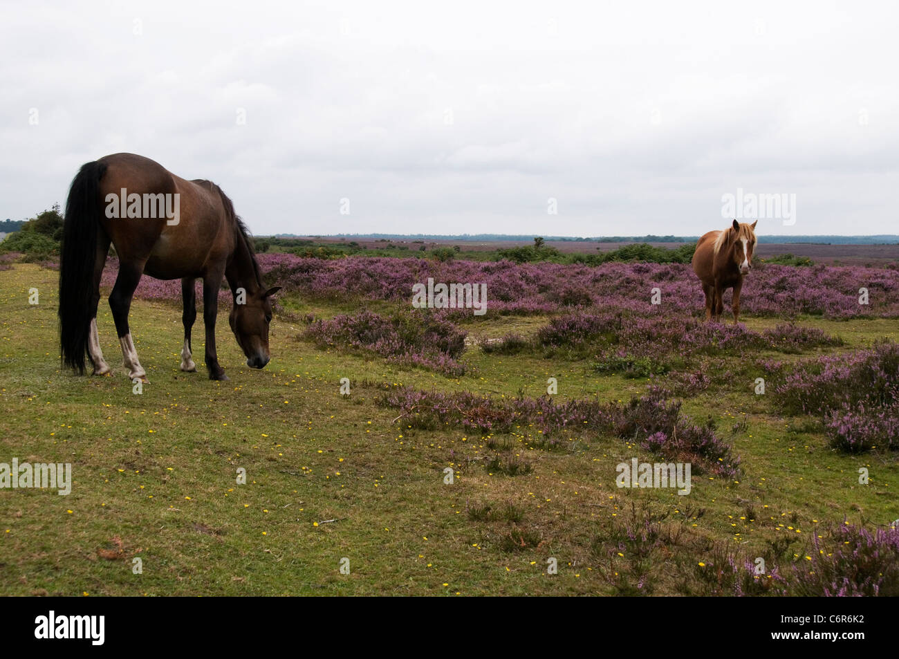 New Forest ponies grazing The New Forest Hampshire England UK Stock ...