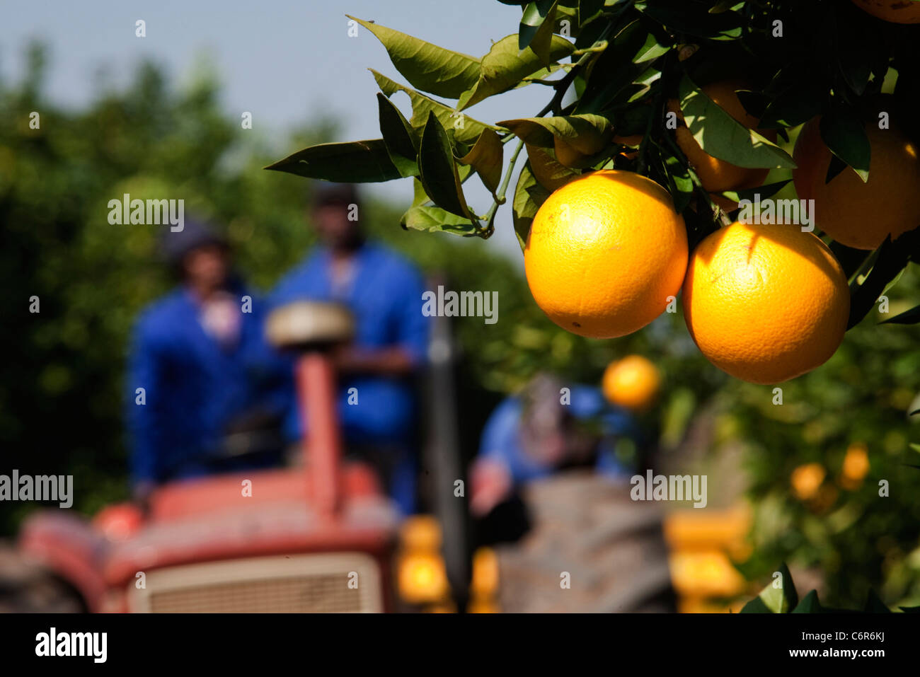 Oranges hanging from a branch with an out of focus tractor and labourers in the background Stock Photo