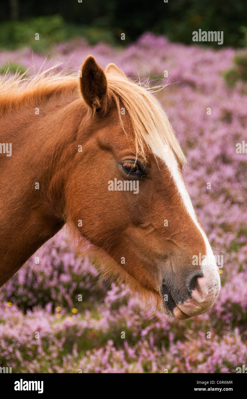 New Forest pony The New Forest Hampshire England UK Stock Photo