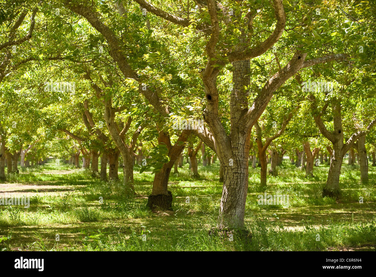 walnut trees, Santa Rita Hills, Santa Ynez Valley, California, United