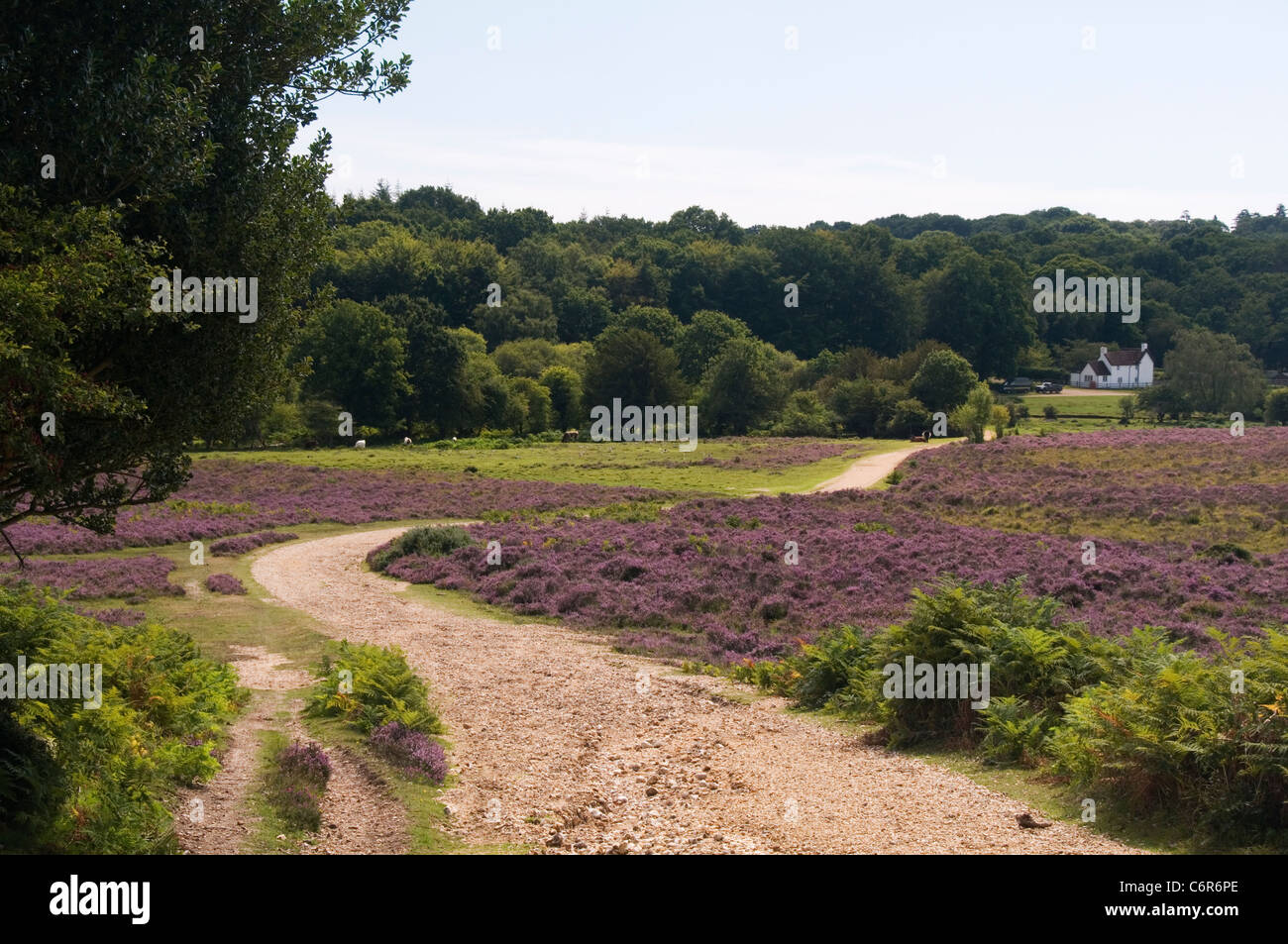 Fritham Plain Fritham The New Forest Hampshire England UK Stock Photo