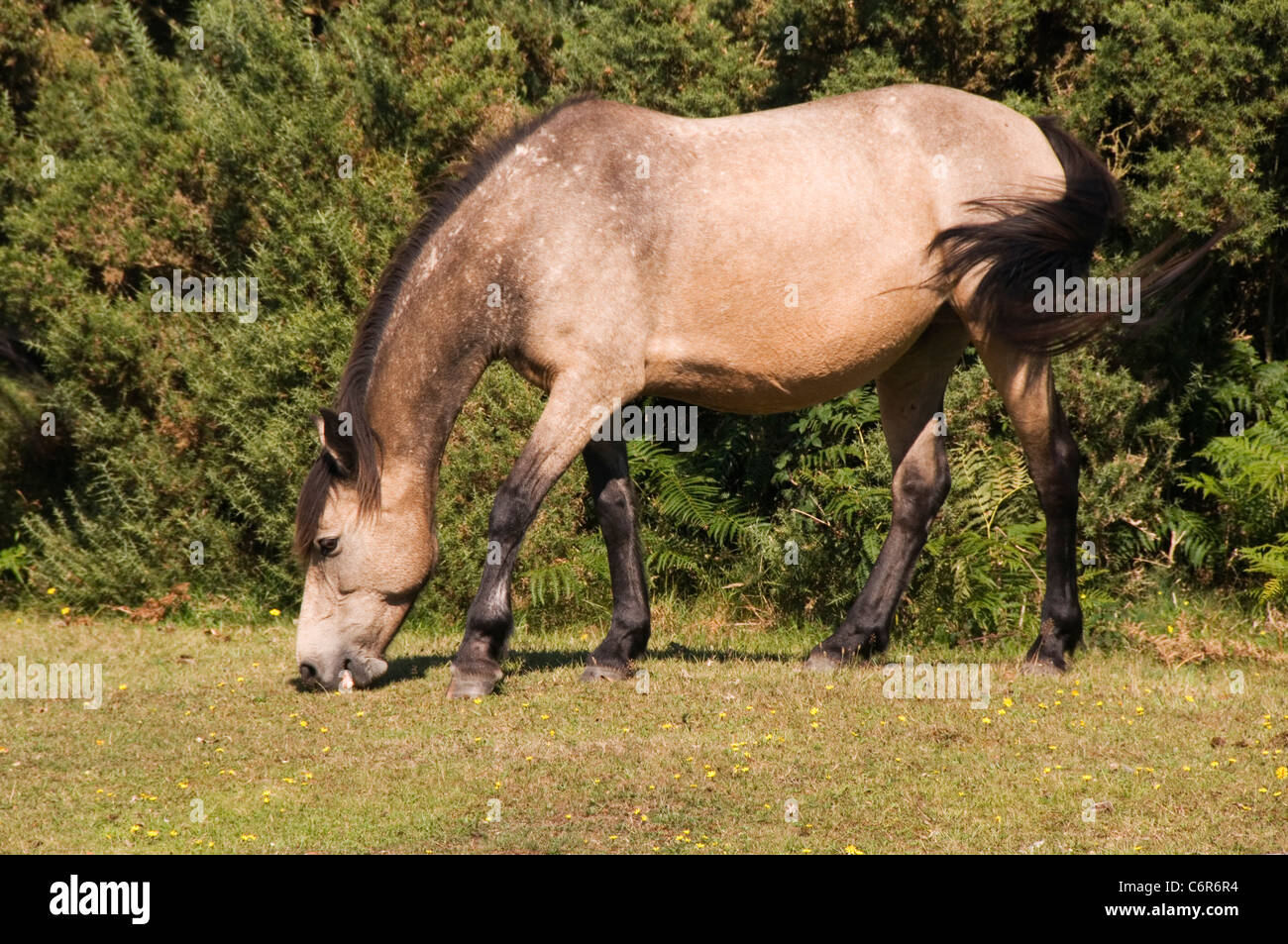New Forest pony grazing The New Forest Hampshire England UK Stock Photo