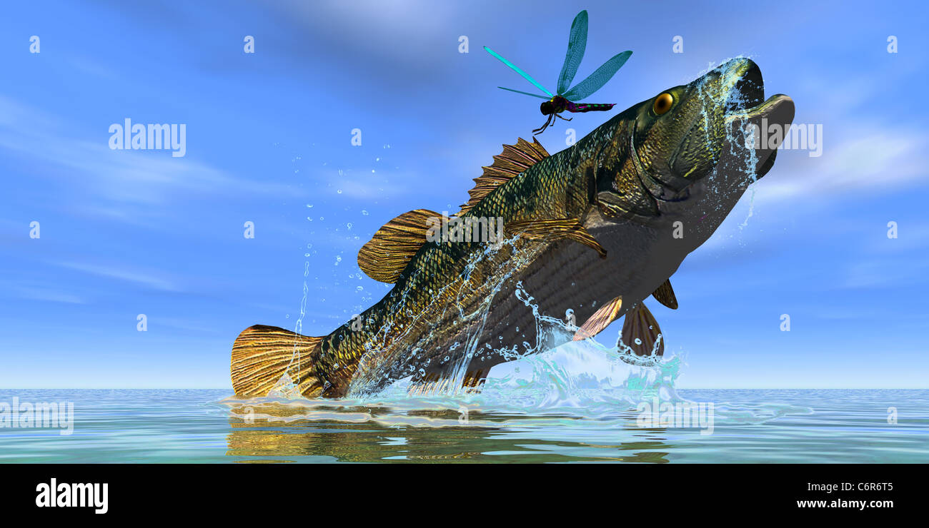 A beautiful Red Eye Bass jumps but just misses a colorful dragonfly. Stock Photo