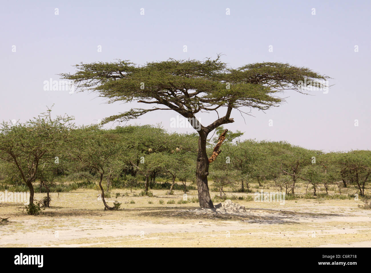 A scenic view of a an Acacia woodland in an Ethiopian countryside Stock Photo
