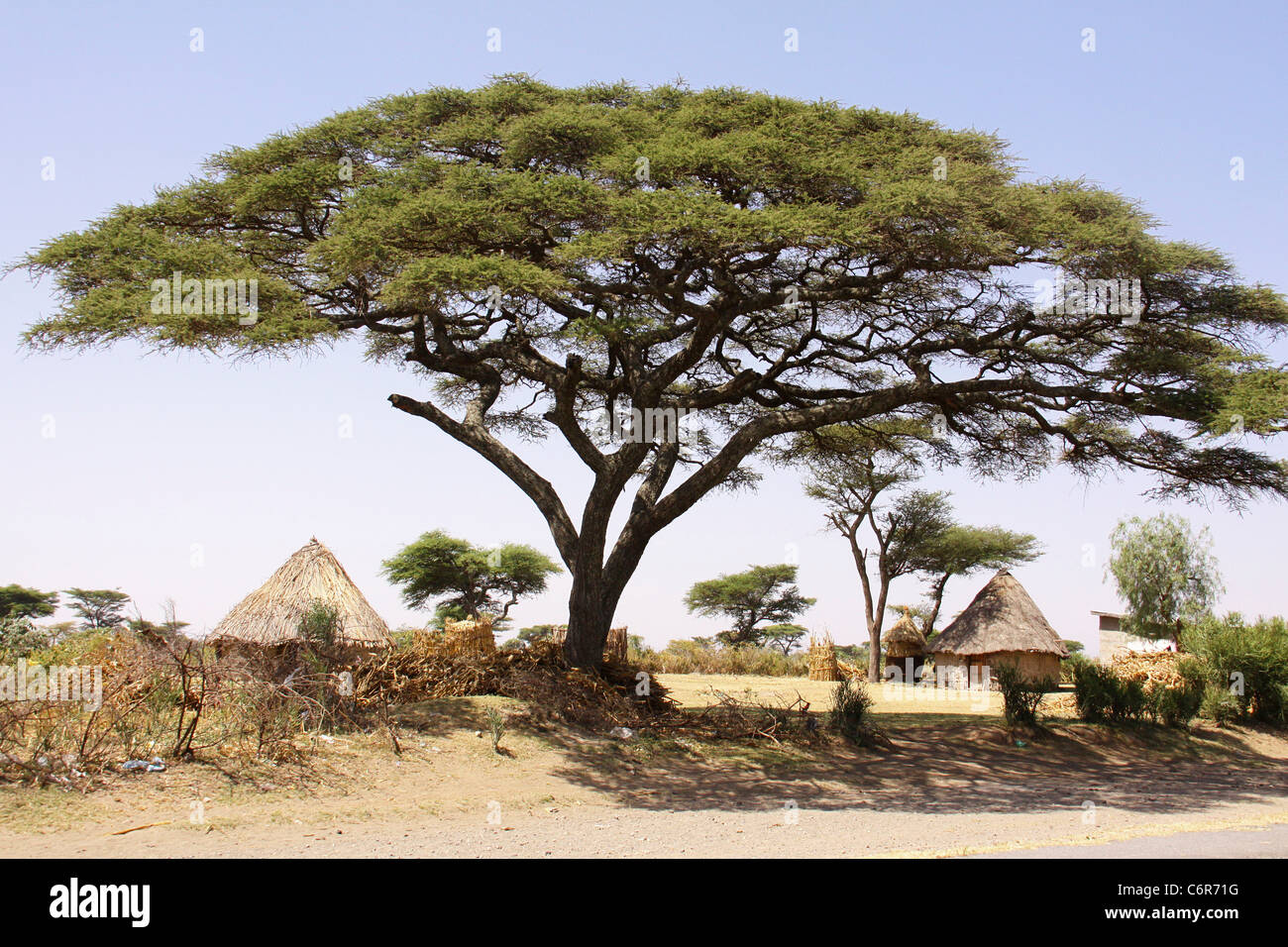 A large, tall Acacia tree with a widespread canopy shading the ground near traditional huts in Ethiopia Stock Photo