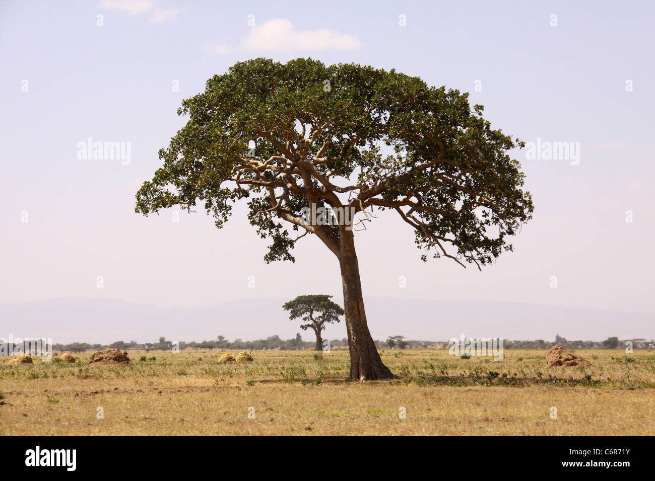 A scenic view of the Ethiopian countryside with a lone fig tree in the foreground Stock Photo