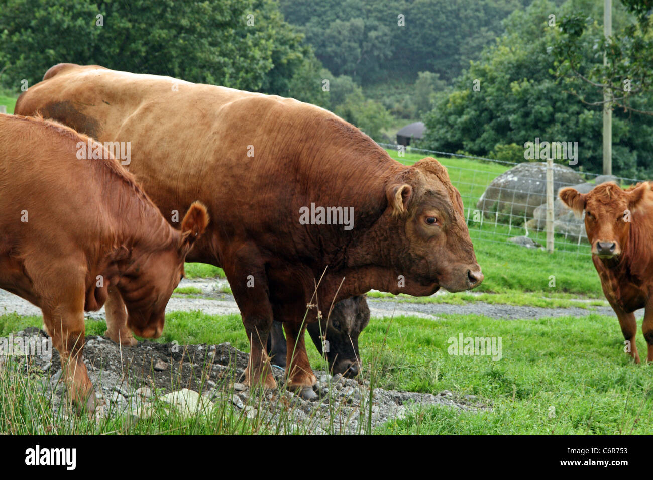 Stabiliser Cattle. Established by the crossing of four breeds Red