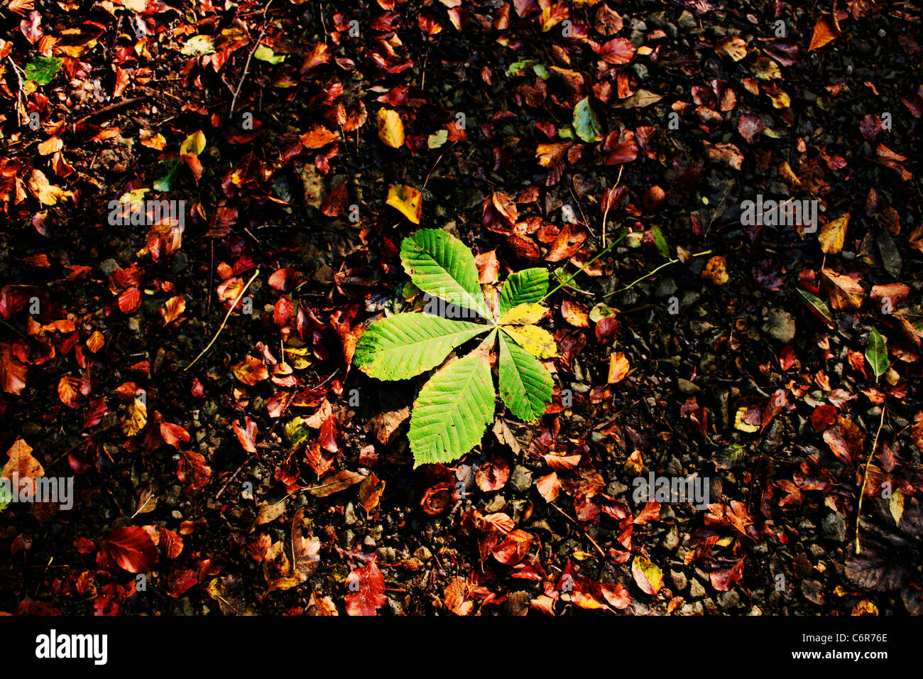 Single Green Leaf on a background of Autumn Leaves Stock Photo