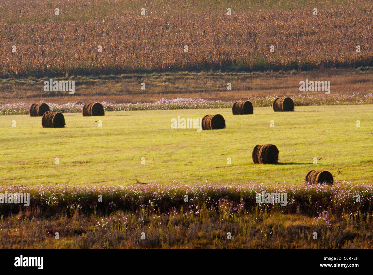Farm scene showing bales of hay in a field flanked by a harvested maze field and cosmos Stock Photo