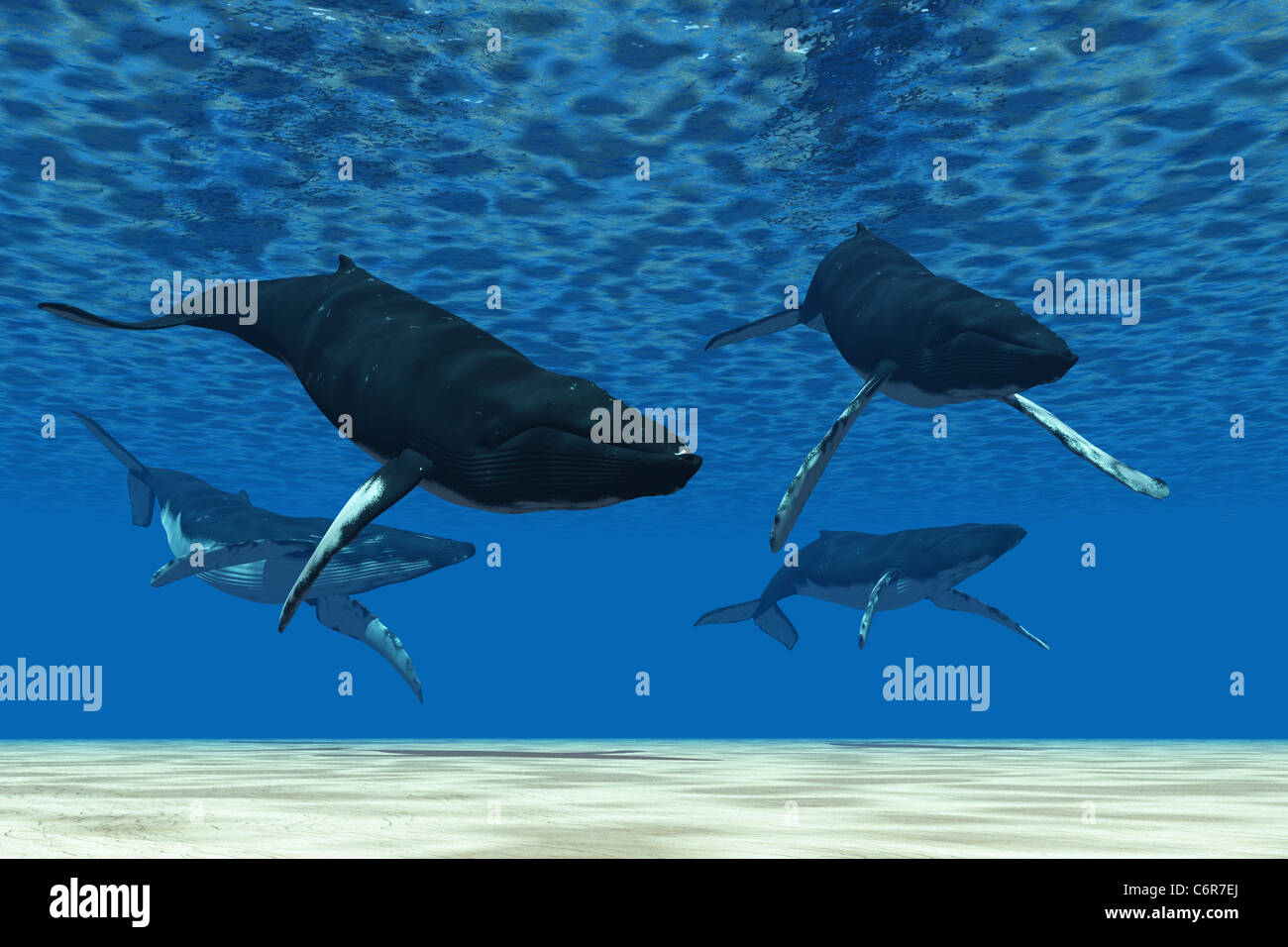 A group of Humpback whales swim in ocean shallows Stock Photo - Alamy