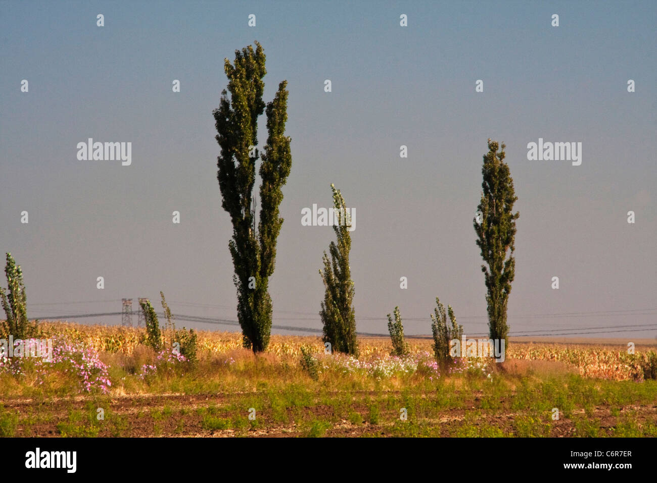 Highveld landscape with tall poplar trees surrounded cosmos and a distant power line Stock Photo