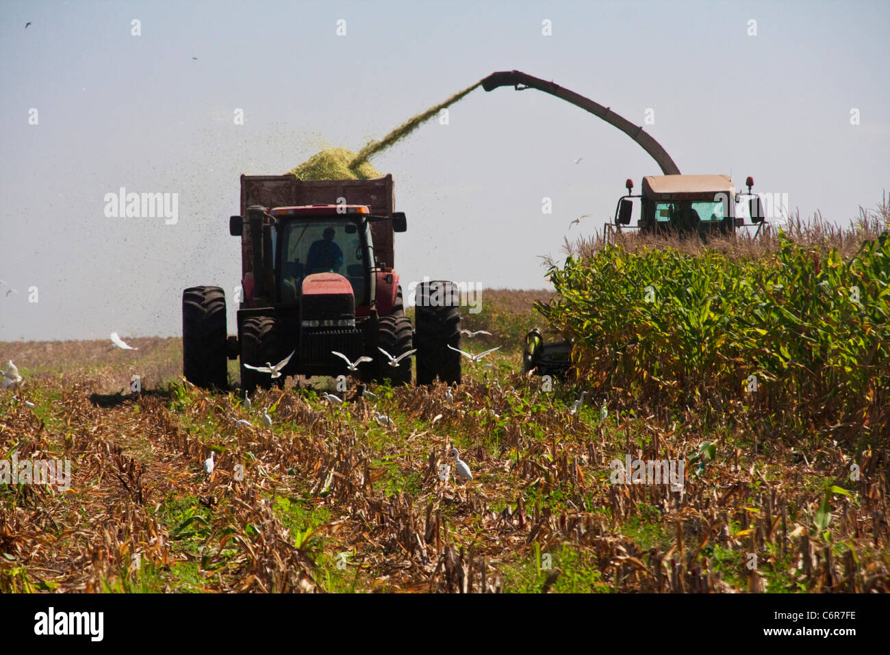 A combine harvester harvesting a maize field Stock Photo