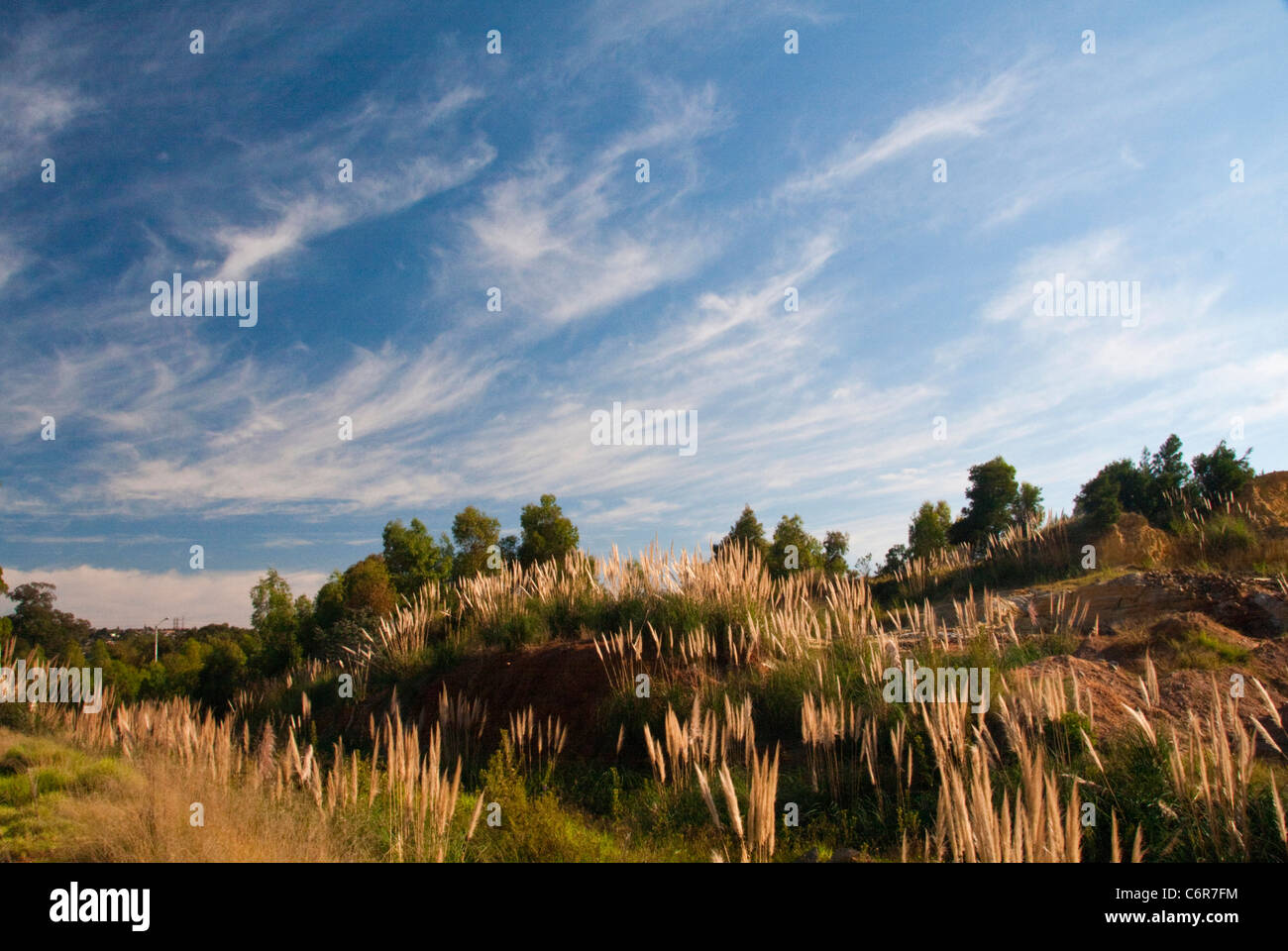 Pampas grass growing on old mine workings Stock Photo