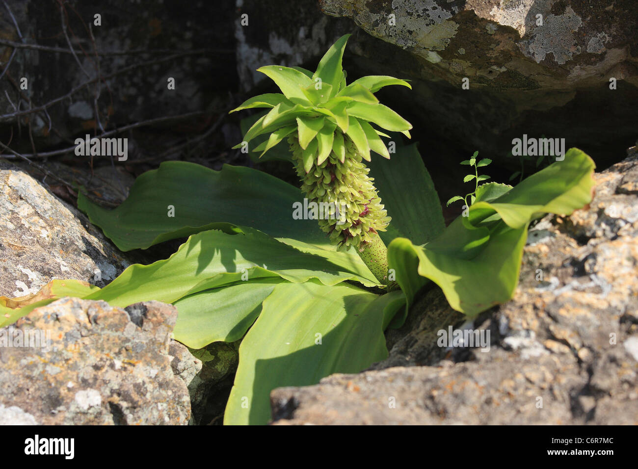 Wild pineapple plant Stock Photo Alamy