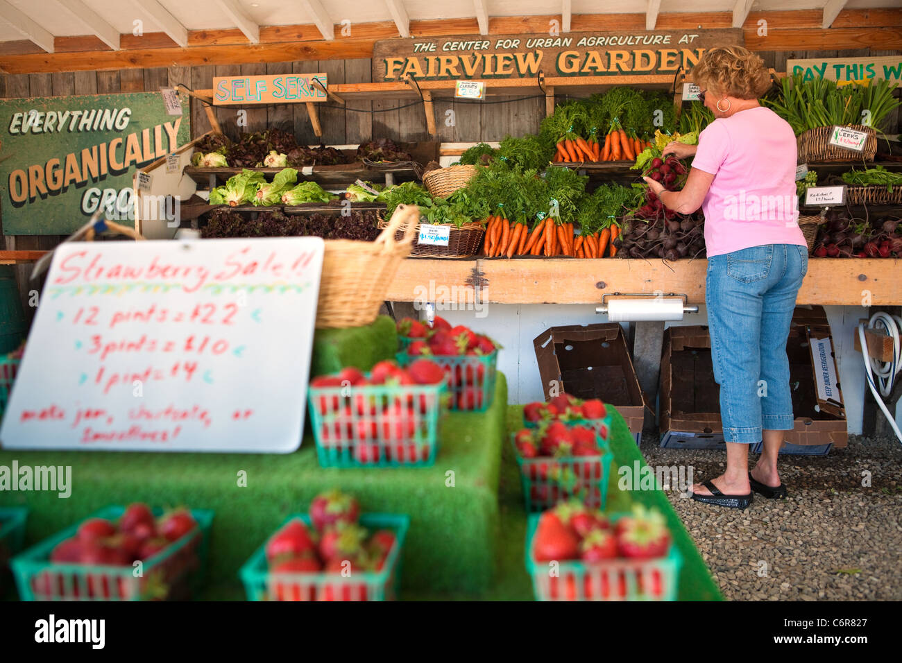woman picks out beets at Fairview Gardens farm stand, Goleta, California, United States of America Stock Photo
