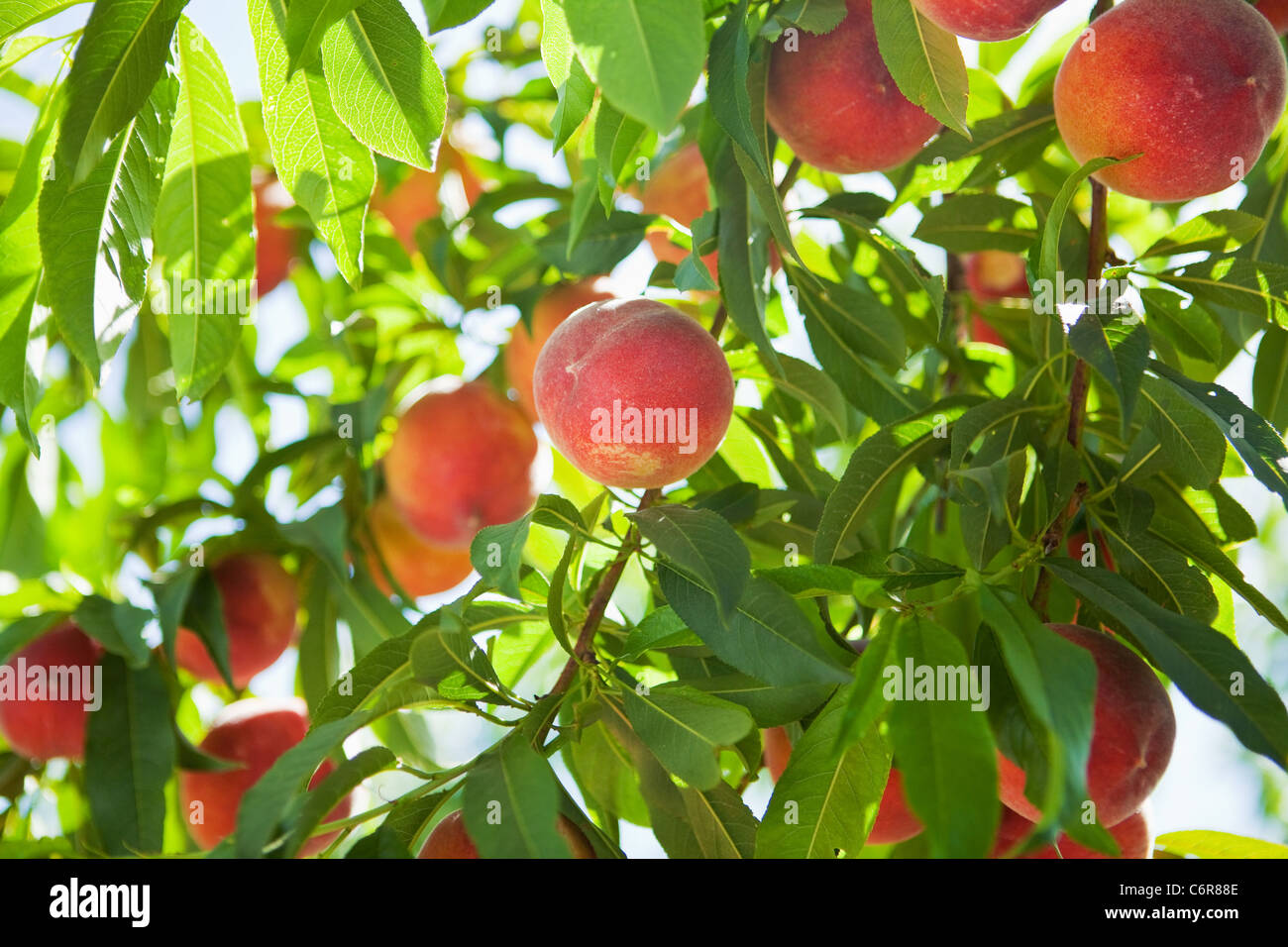 ripe peaches, Buttonwood Farm and Vineyard, Solvang, Santa Ynez Valley