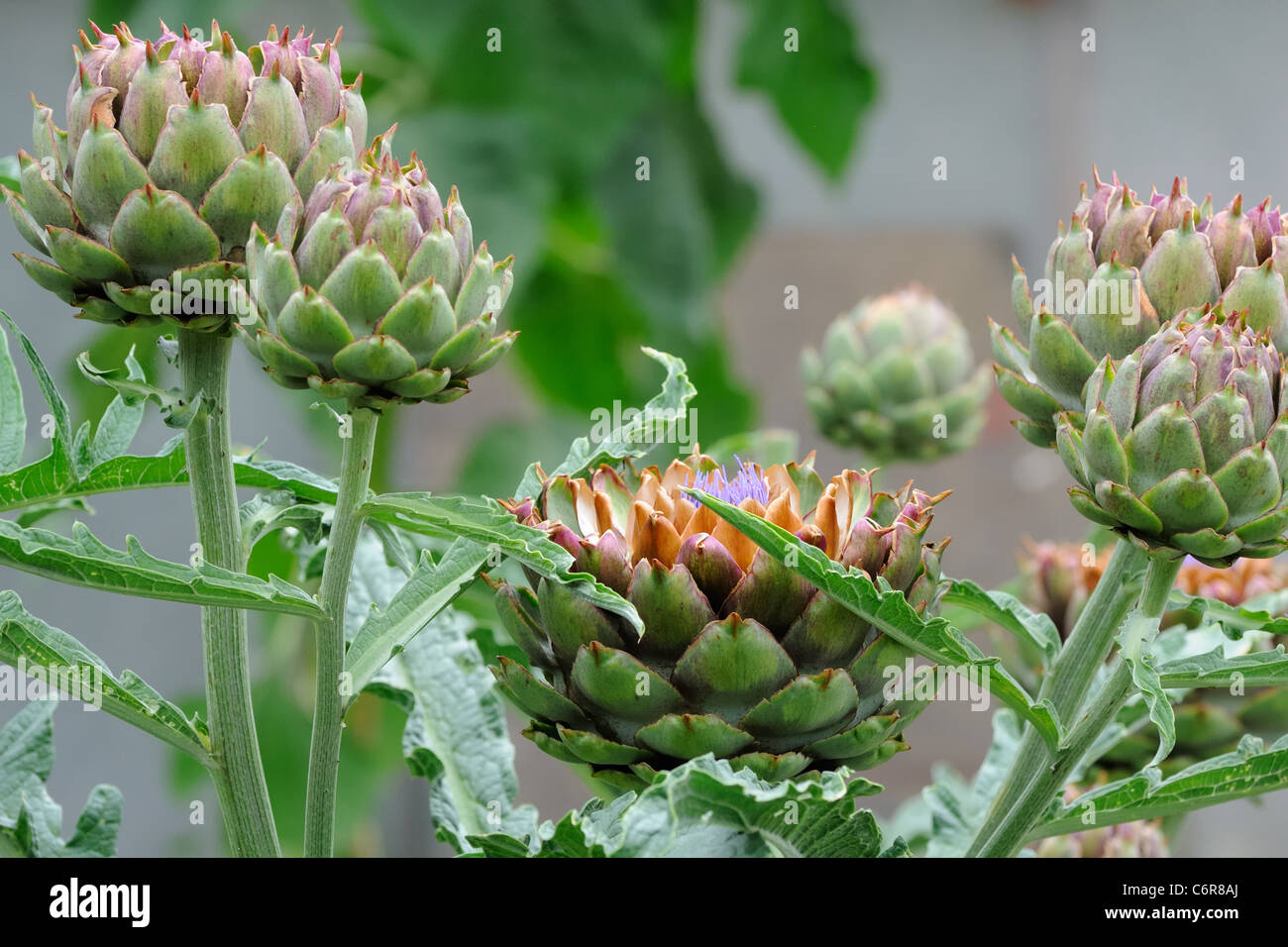 Artichoke plant Stock Photo