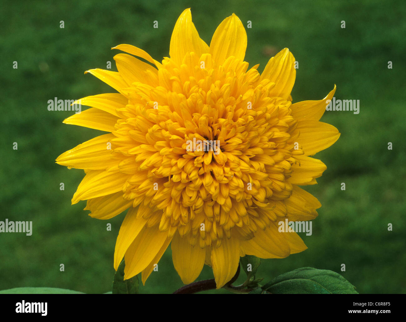 Helianthus 'Happy Days' sunflower sunflowers yellow flower flowers garden plant plants Stock Photo