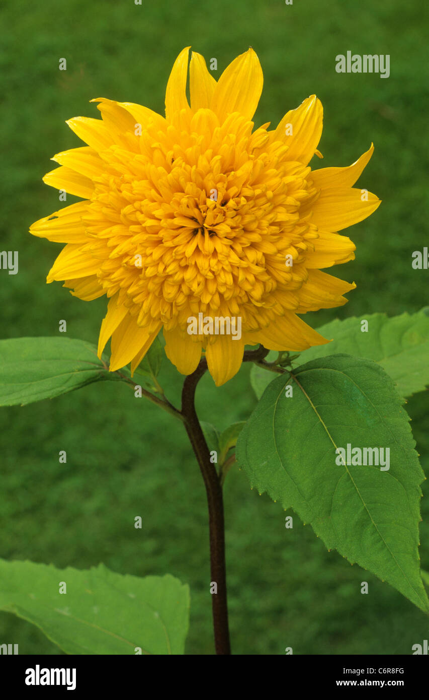Helianthus 'Happy Days' sunflower sunflowers yellow flower flowers garden plant plants Stock Photo