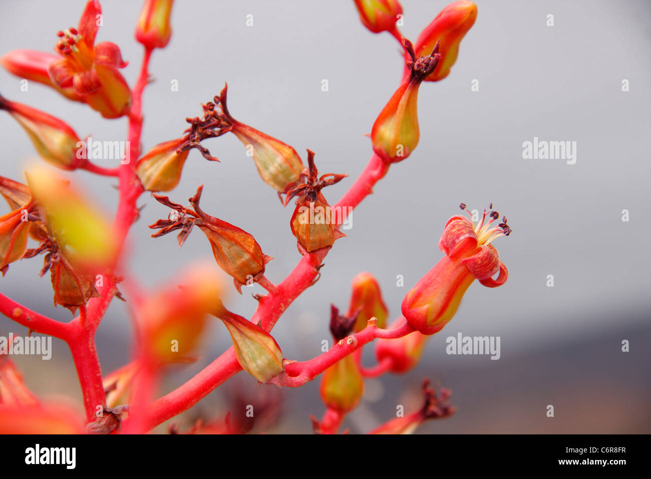 Close-up of Crassula red flowers Stock Photo