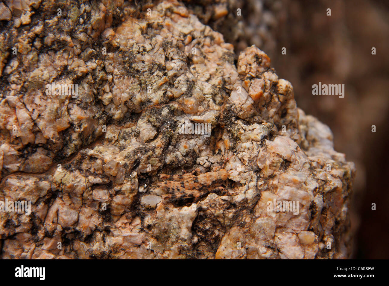 Locust camouflaged on rock Stock Photo