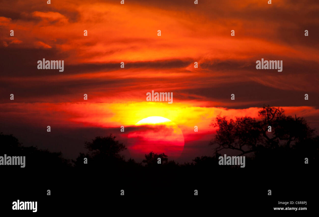 Bushveld sunset with intense orange red  clouds in front of the setting sun Stock Photo