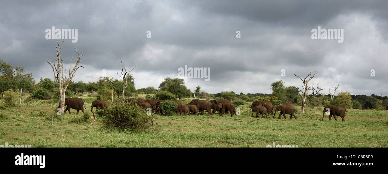 Bushveld landscape with herd of elephants Stock Photo