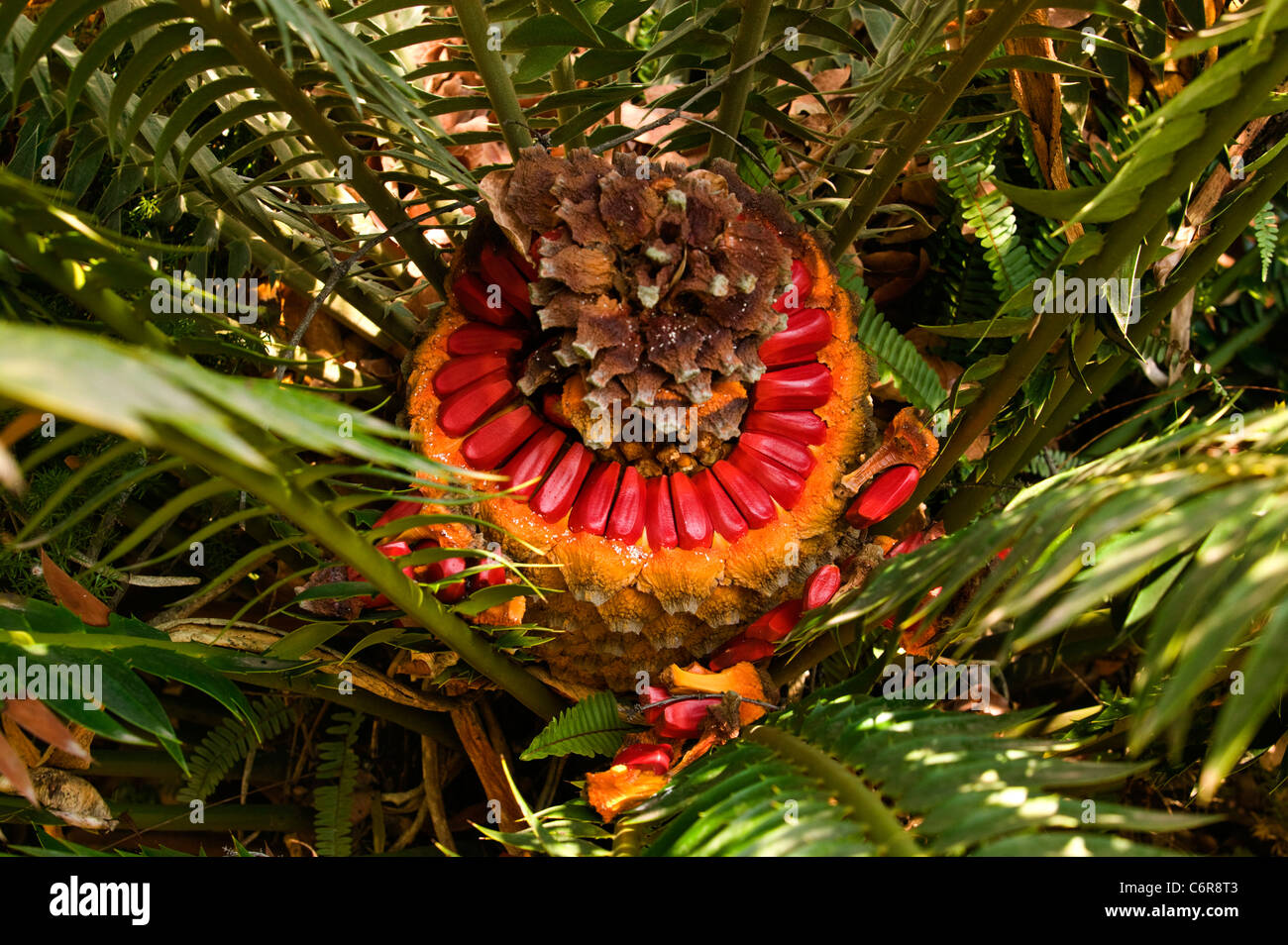 Cone Seeds High Resolution Stock Photography and Images Alamy