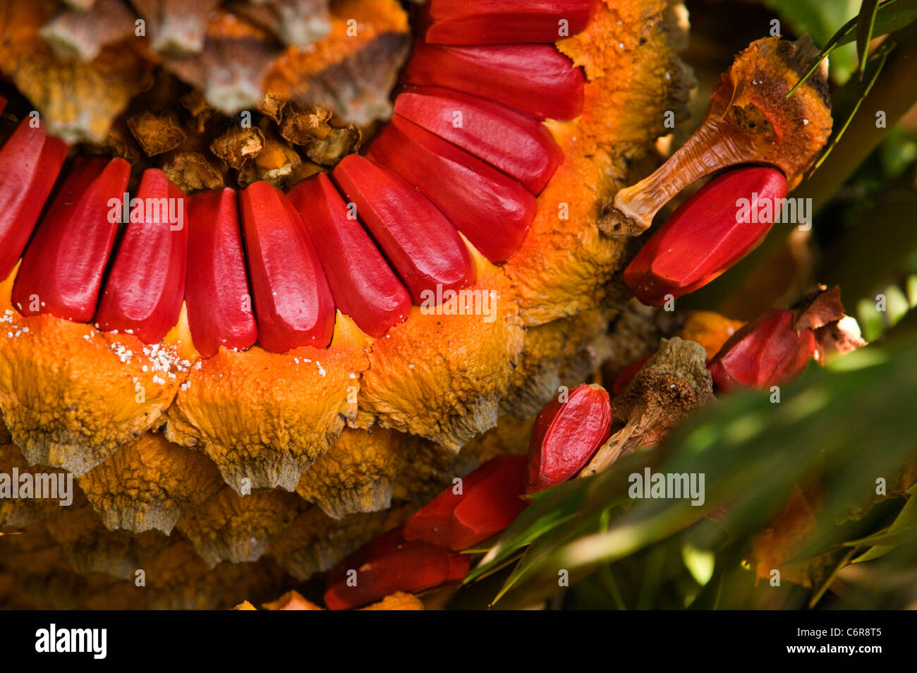 Close-up of Cycad with Seed cone spilling bright red seeds Stock Photo