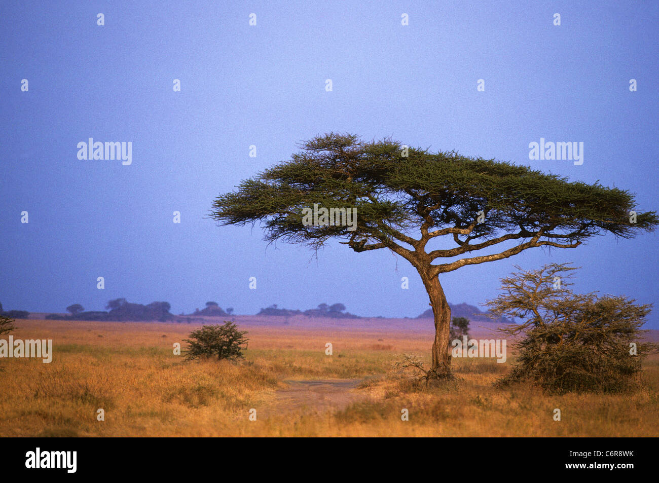 Acacia trees african savannah hi-res stock photography and images - Alamy