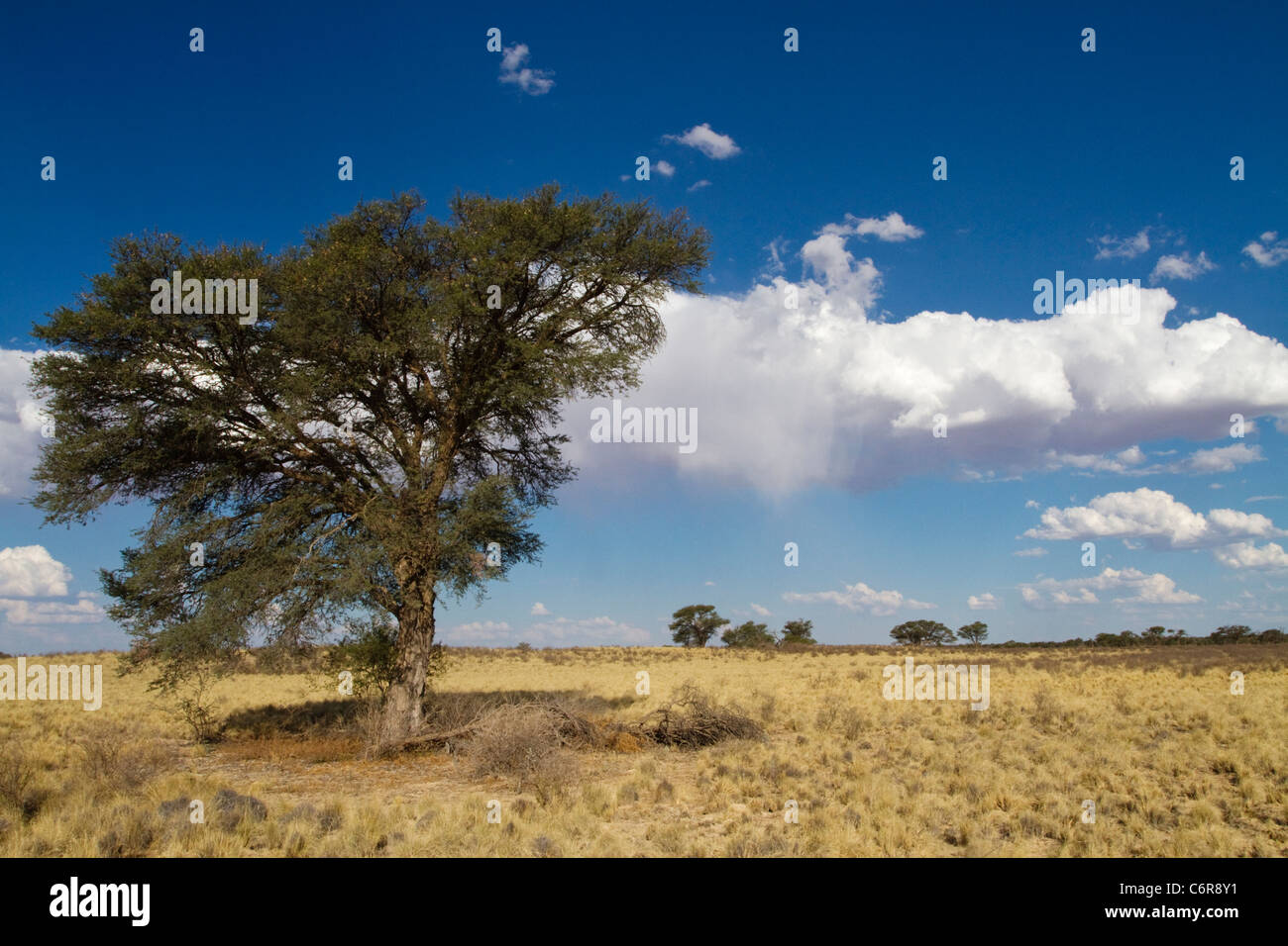 Kalahari landscape with lone Camelthorn tree (Acacia erioloba) and scattered cumulus clouds Stock Photo