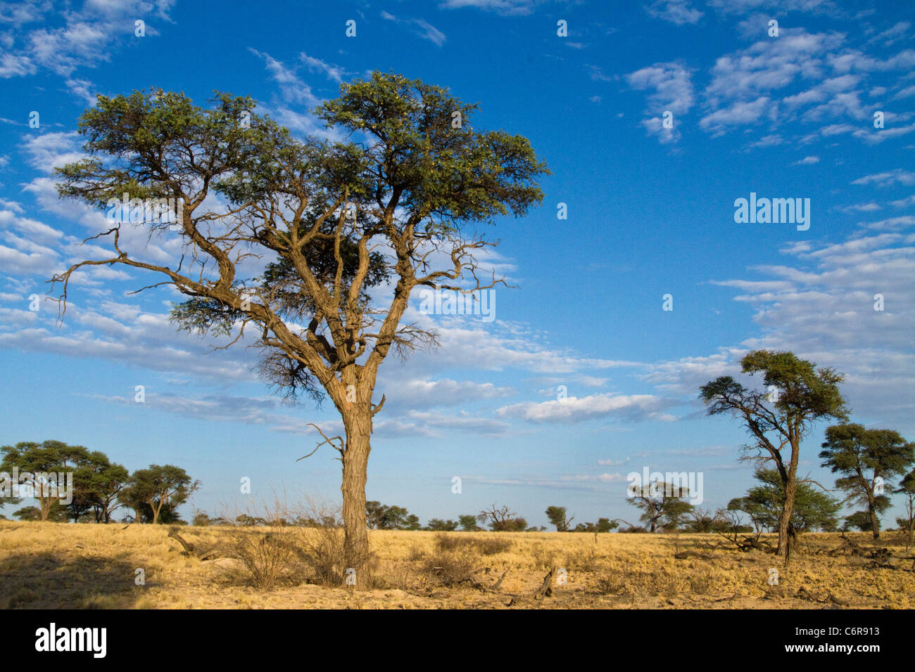 Camelthorn (Acacia erioloba) savanna Stock Photo