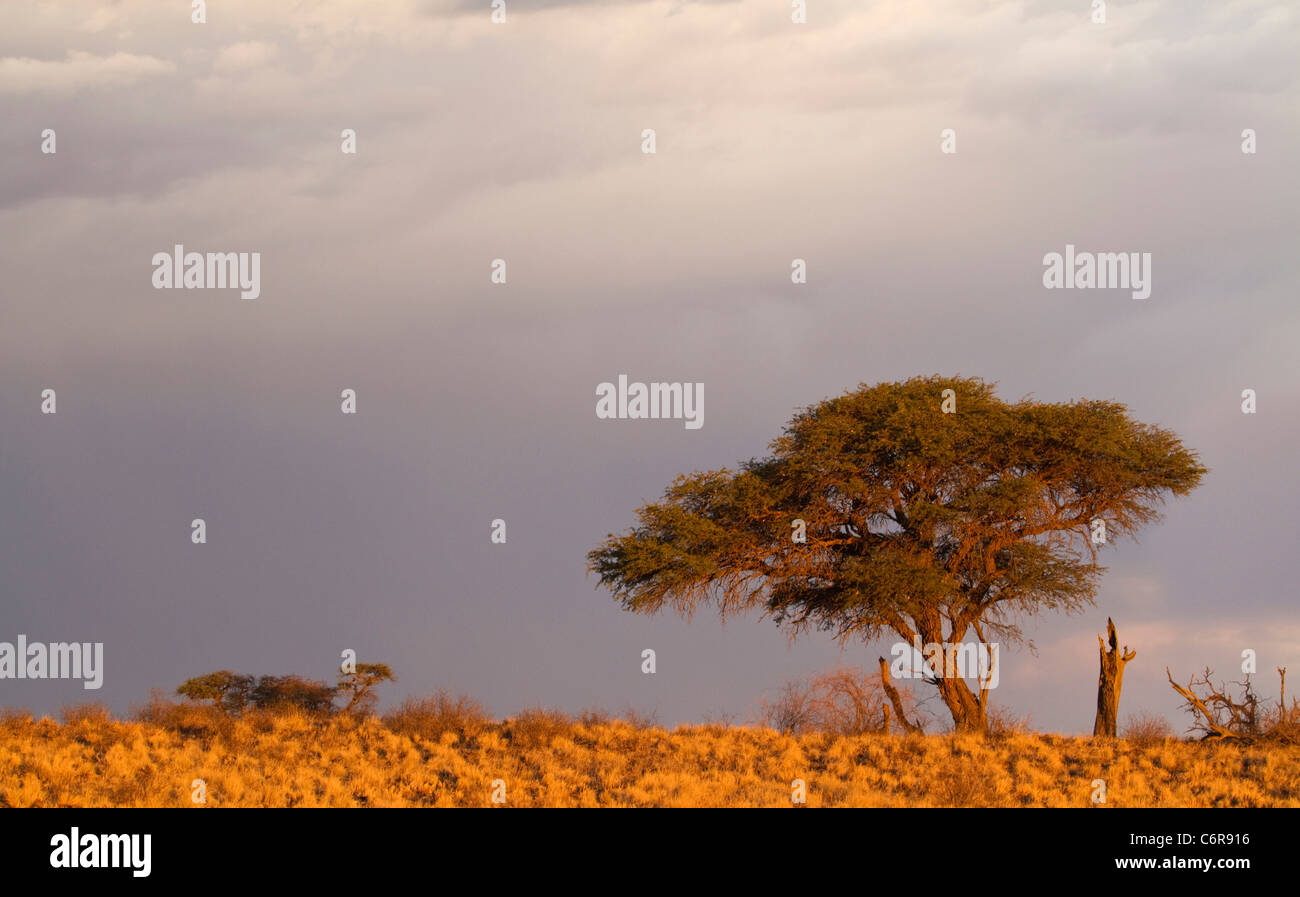 Camelthorn tree (Acacia erioloba) on a ridge in warm light viewed against a cloudy sky Stock Photo
