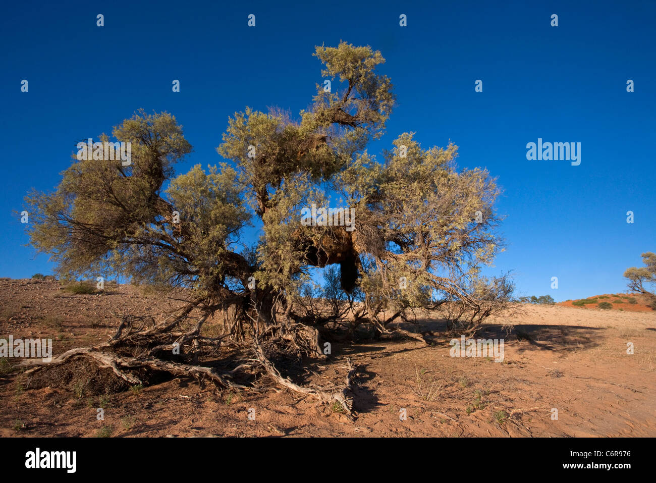 Kalahari landscape with an old false camelthorn tree (Acacia haematoxylon) Stock Photo