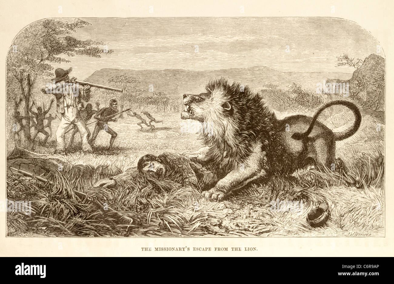 Illustration showing Livingstone being attacked by a male lion and a man with a muzzle loader taking aim Stock Photo
