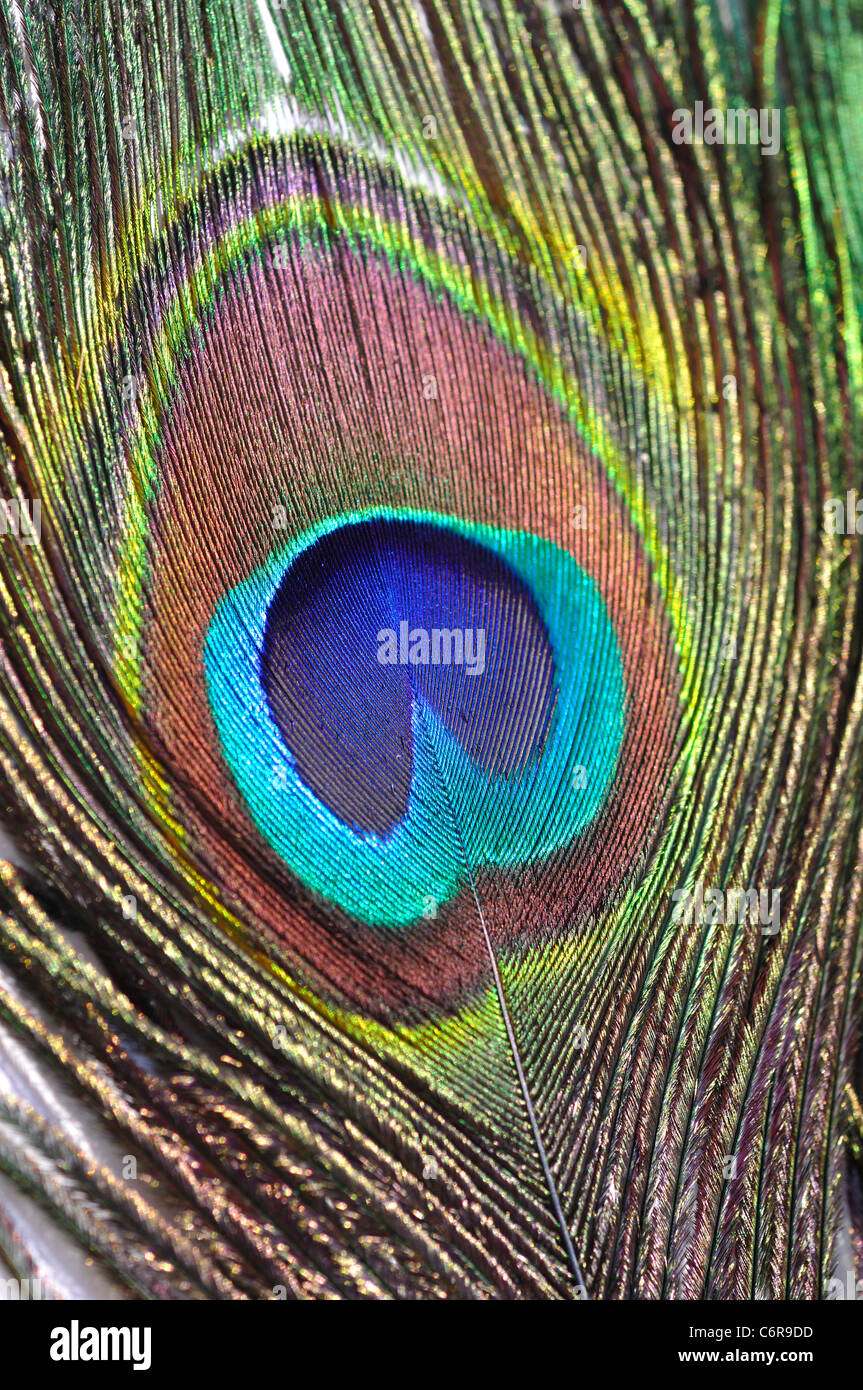 The peacock feather hi-res stock photography and images - Alamy