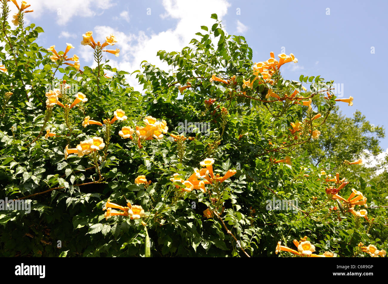 Trumpet Creeper Vine Campsis Radicans Stock Photo Alamy