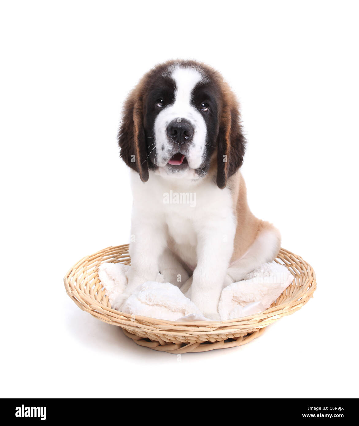 Saint Bernard Puppy Portrait Stock Photo