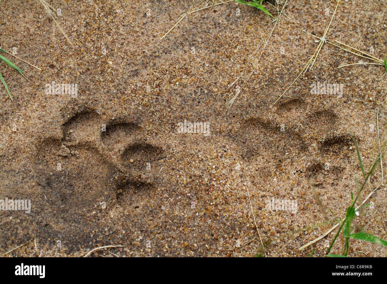 Lion tracks in soft sand Stock Photo