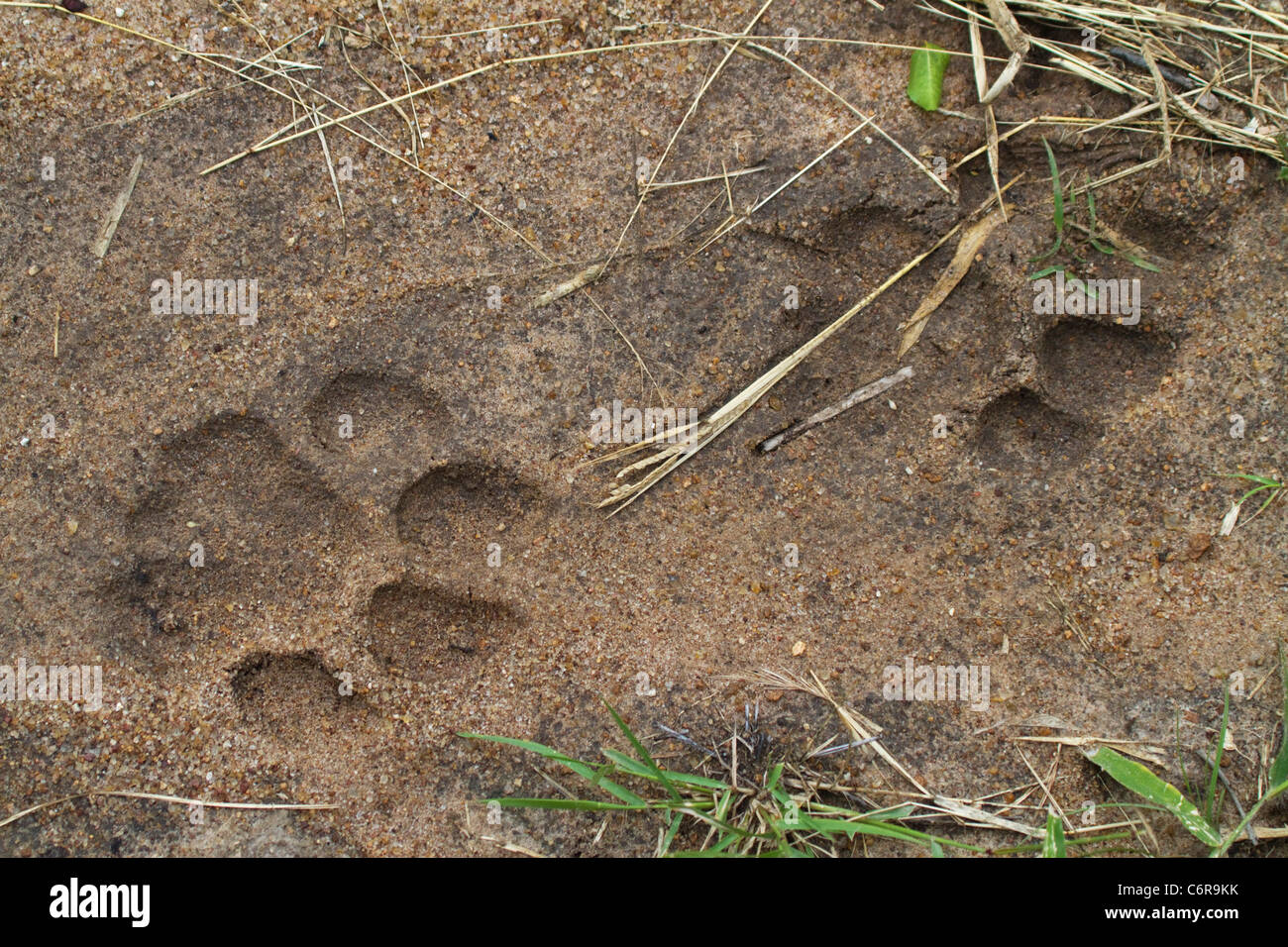 Lion tracks in soft sand Stock Photo