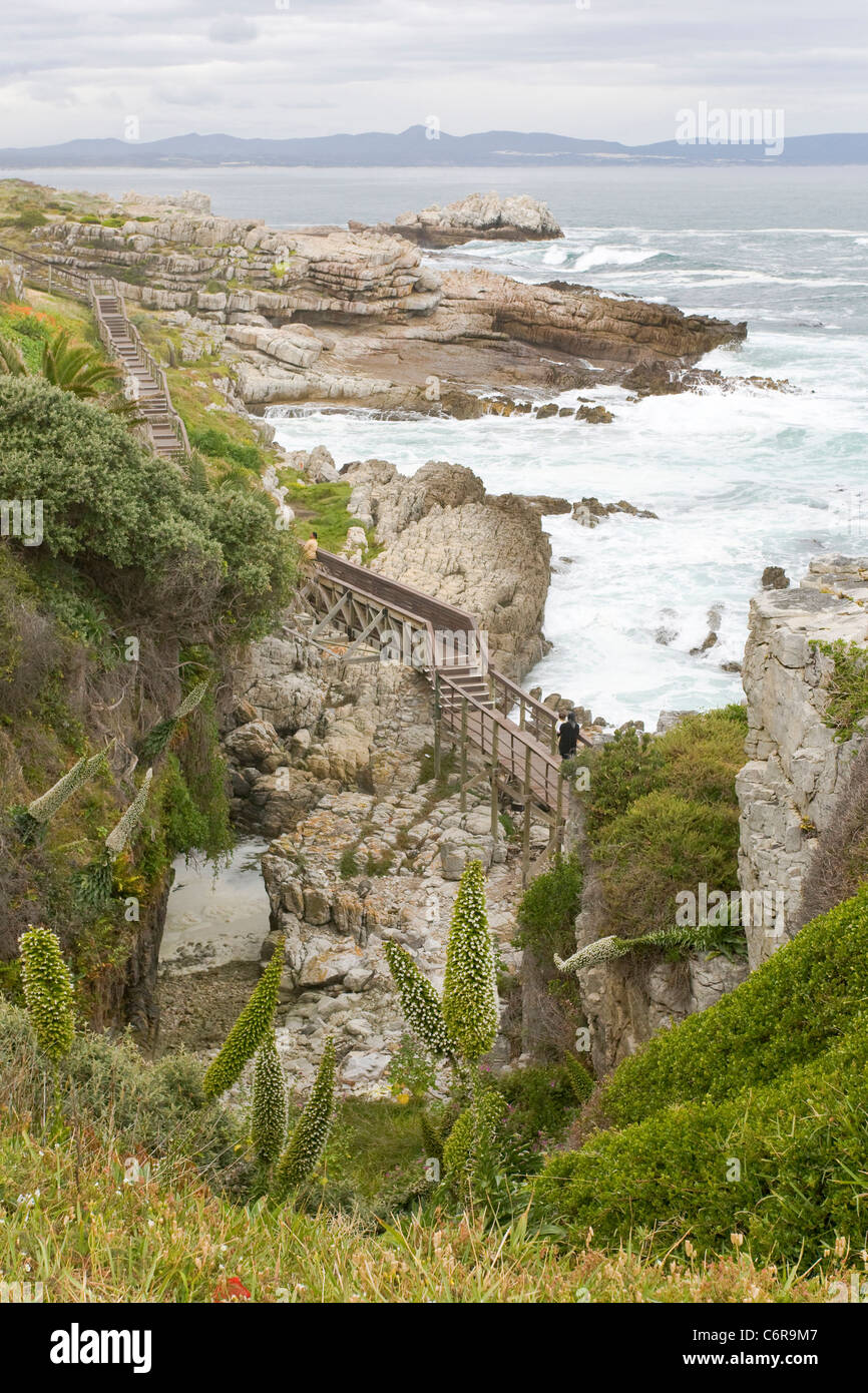 Wooden walkway along the rocky coastline at Hermanus Stock Photo