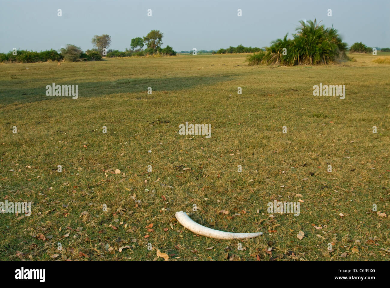 Elephant tusk lying on the Okavango floodplain Stock Photo